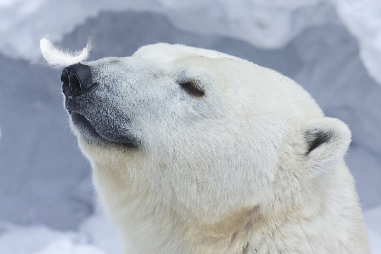 Polar bear portrait Poster och Canvastavla