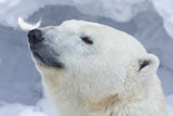 Polar bear portrait Poster och Canvastavla