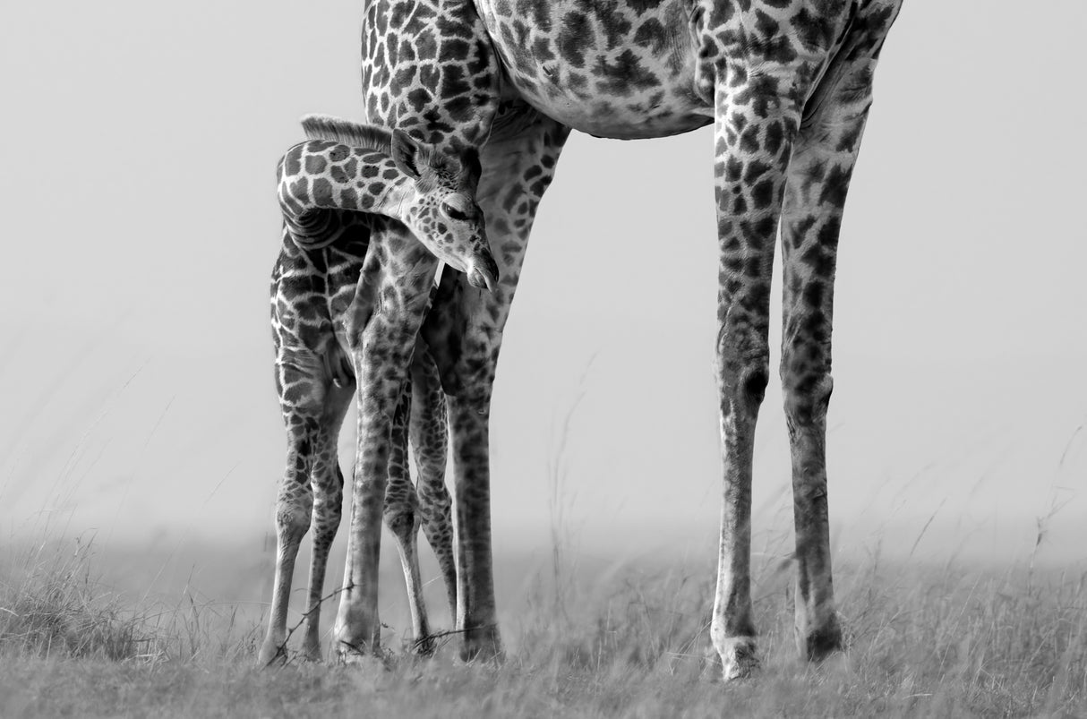 Baby and Mum Poster och Canvastavla