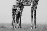 Baby and Mum Poster och Canvastavla