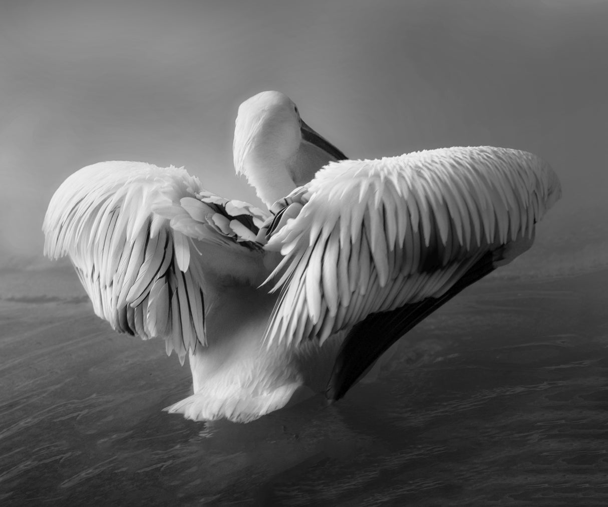 The Pelican Poster och Canvastavla
