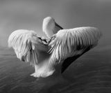 The Pelican Poster och Canvastavla