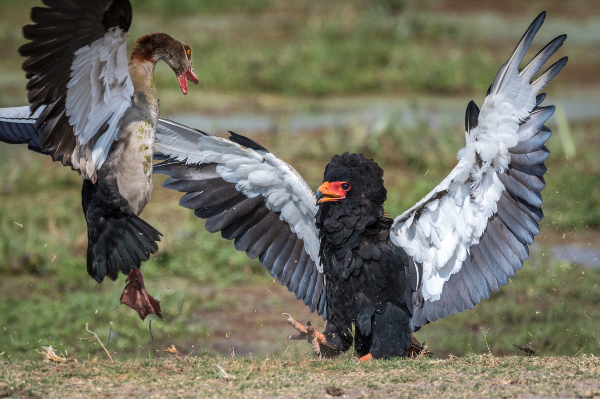 The goose vs. the eagle Poster och Canvastavla