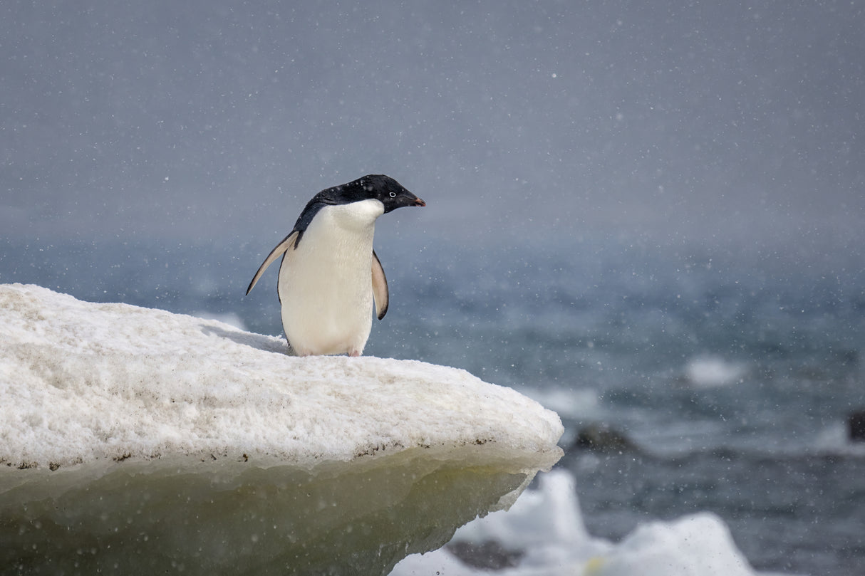 Adelie penguin in snow shower Poster och Canvastavla