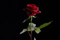 red rose Poster och Canvastavla