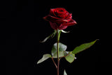 red rose Poster och Canvastavla