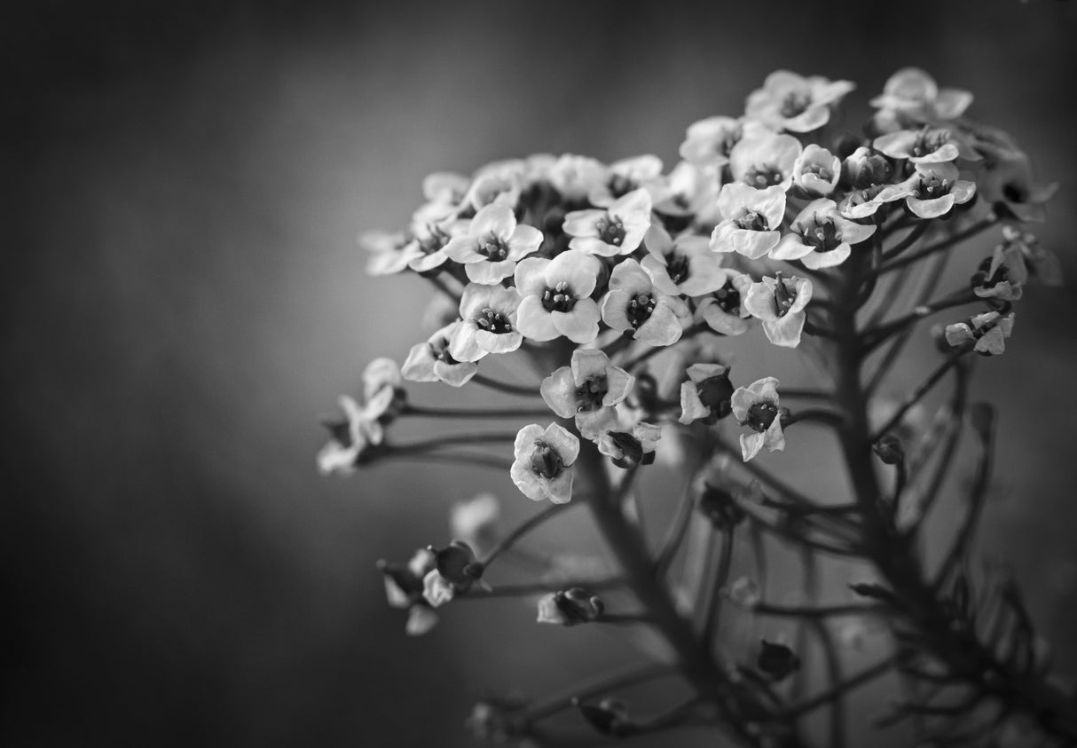 Alyssum Flowers Poster och Canvastavla