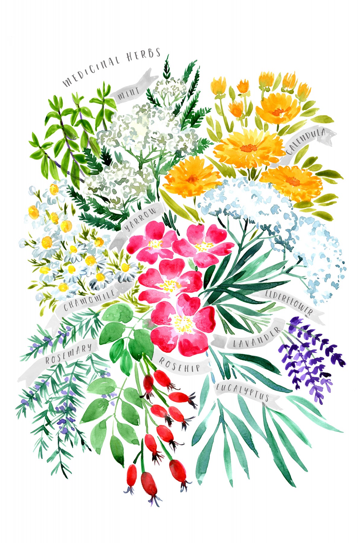 MEDICINAL HERBS Poster och Canvastavla