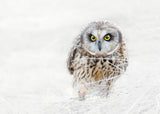 Short Eared Owl Poster och Canvastavla