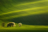 Moravian waves Poster och Canvastavla