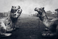 The Shepherd Of Camel Market Poster och Canvastavla