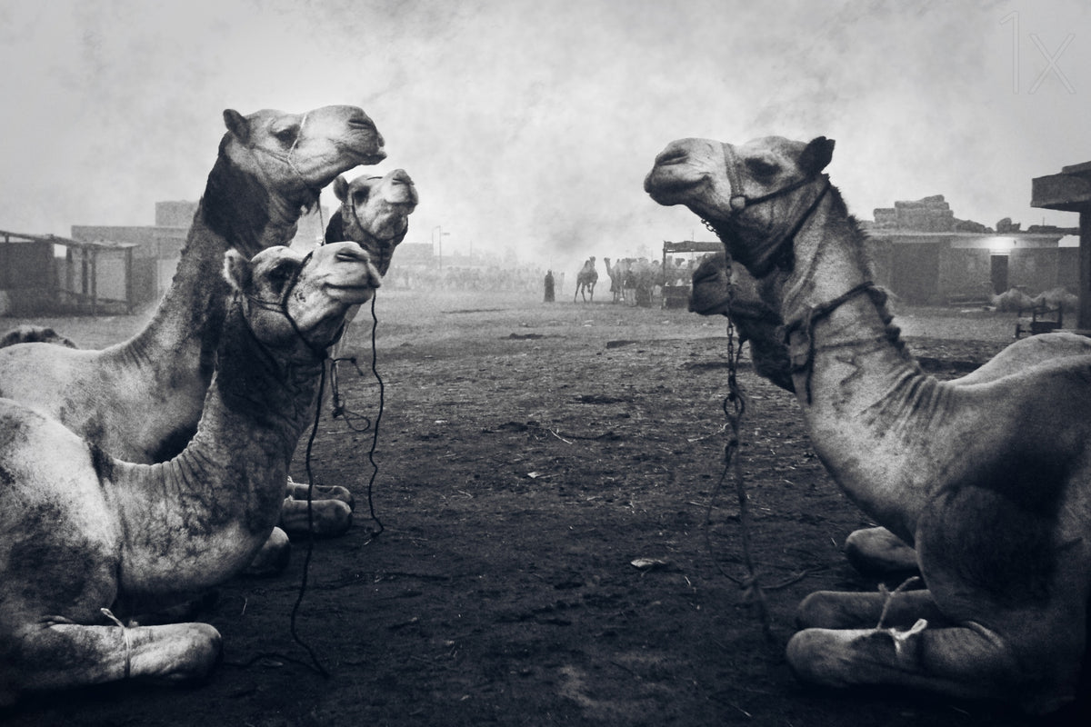 The Shepherd Of Camel Market Poster och Canvastavla