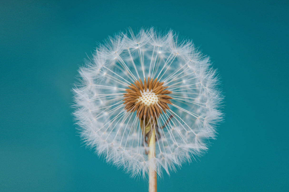 Dandelion Poster och Canvastavla