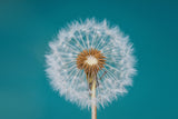 Dandelion Poster och Canvastavla