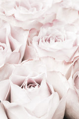 Pink Roses No 04 Poster och Canvastavla
