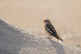 Little bird in the sand dunes. Poster och Canvastavla
