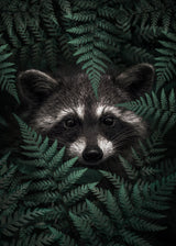 Raccoon In The Forest Poster och Canvastavla