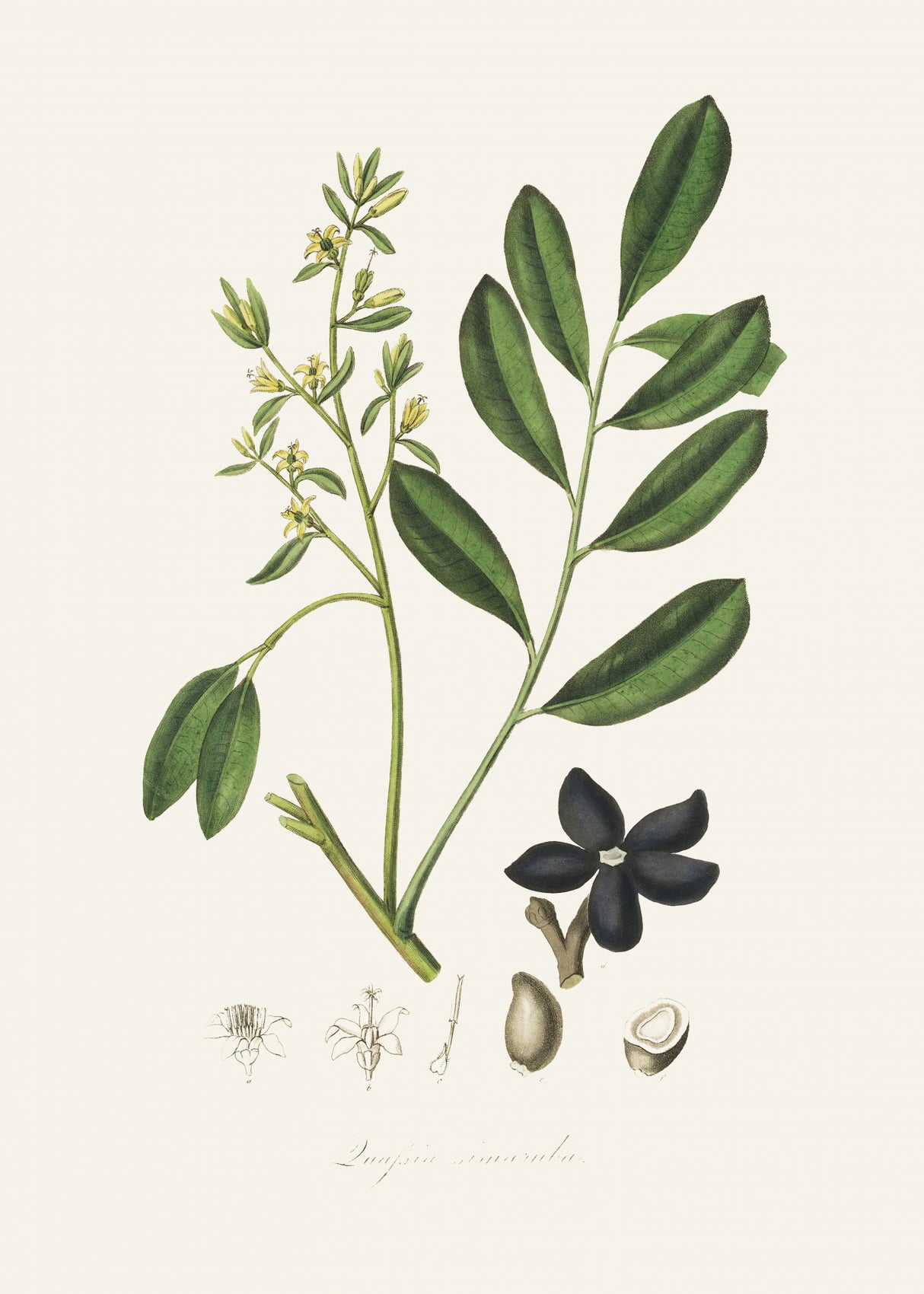 Lualsia Simarula Medical Botany Poster och Canvastavla