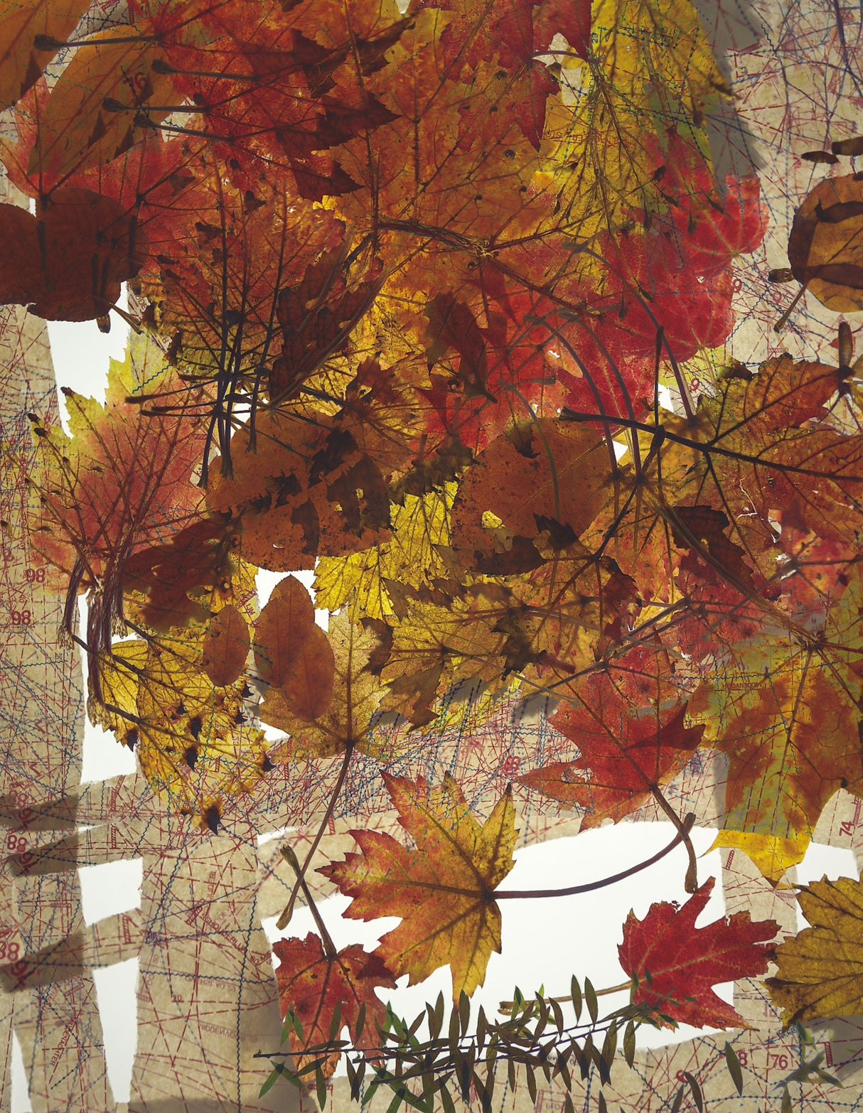 Autumn fantasy Poster och Canvastavla