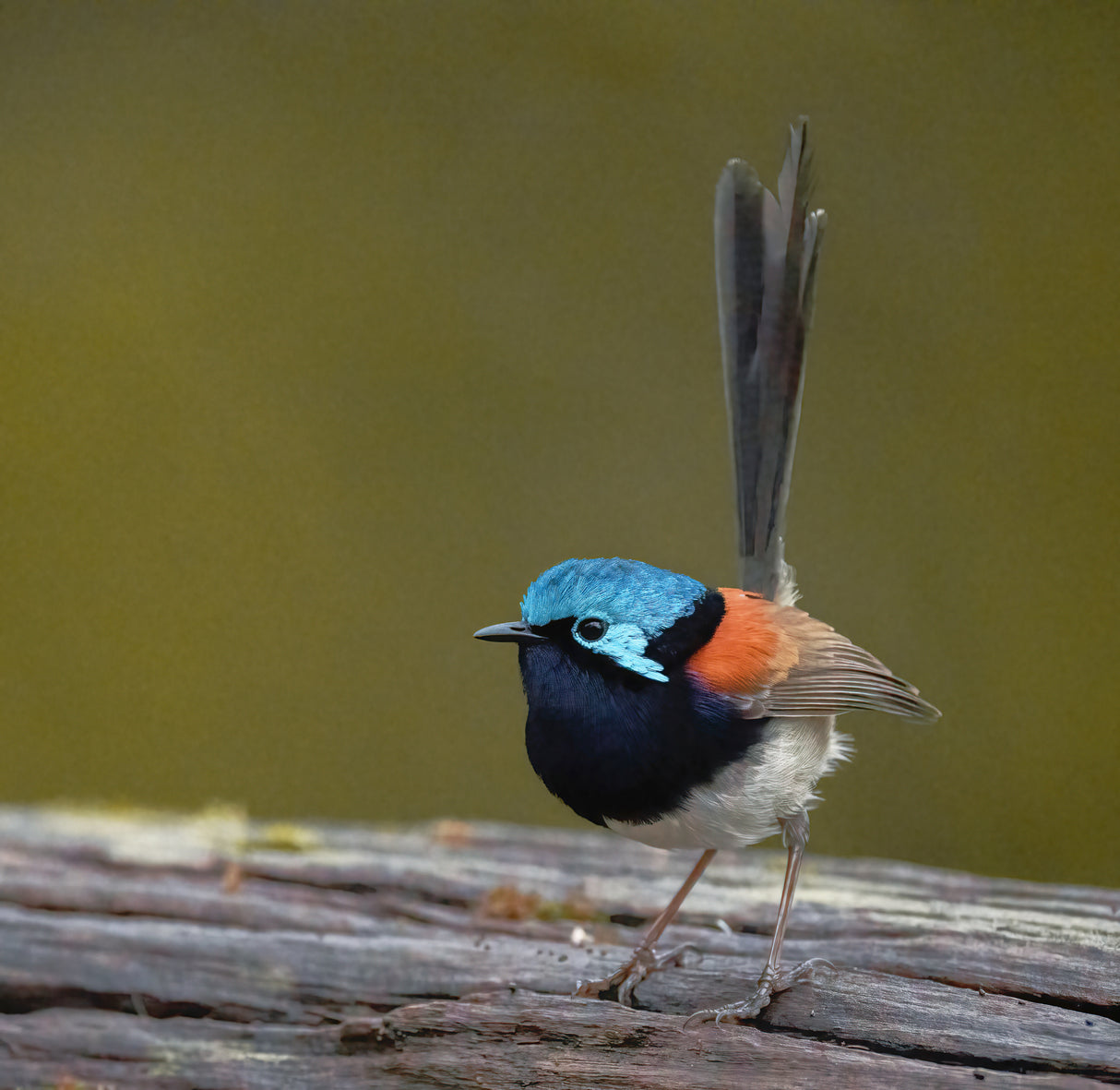 Red-winged Fairy Wren Poster och Canvastavla
