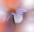 The Gravity of Love.. Poster och Canvastavla