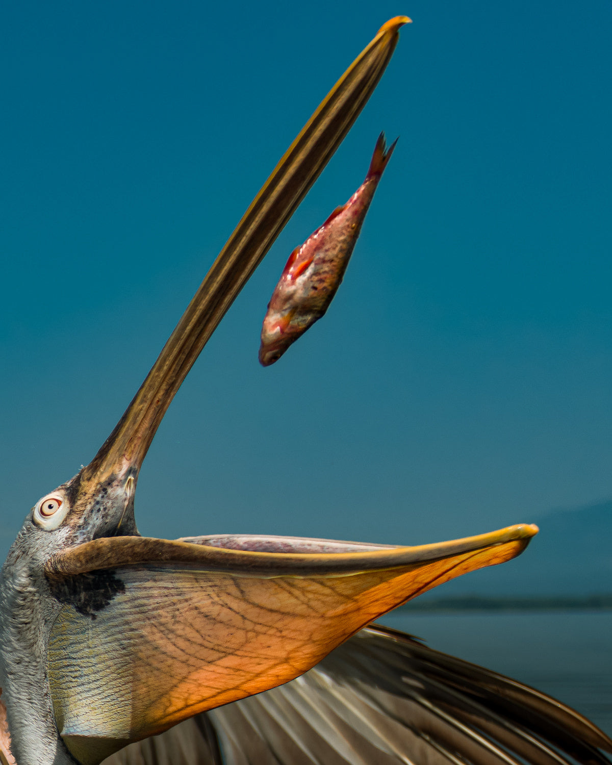 Basket fish Poster och Canvastavla