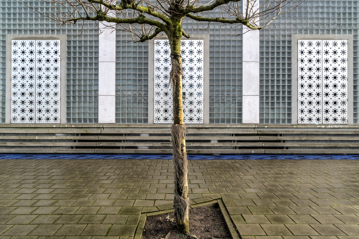 Little tree scape Poster och Canvastavla