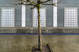 Little tree scape Poster och Canvastavla