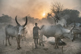 Young Mundari girl in camp Poster och Canvastavla