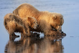 Mother and Cub Clamming Poster och Canvastavla