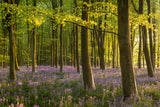Bluebell Woodland Poster och Canvastavla