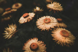 Faded Flowers Poster och Canvastavla