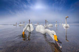 Swan Lake Poster och Canvastavla