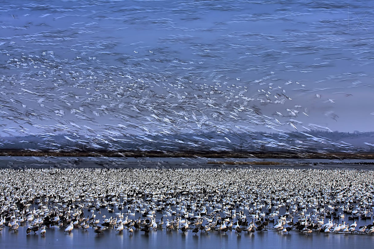 Before Dawn - A Day of Snow Goose Migration Poster och Canvastavla