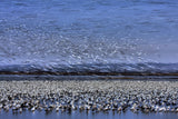 Before Dawn - A Day of Snow Goose Migration Poster och Canvastavla
