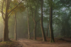 Foggy forrest Poster och Canvastavla