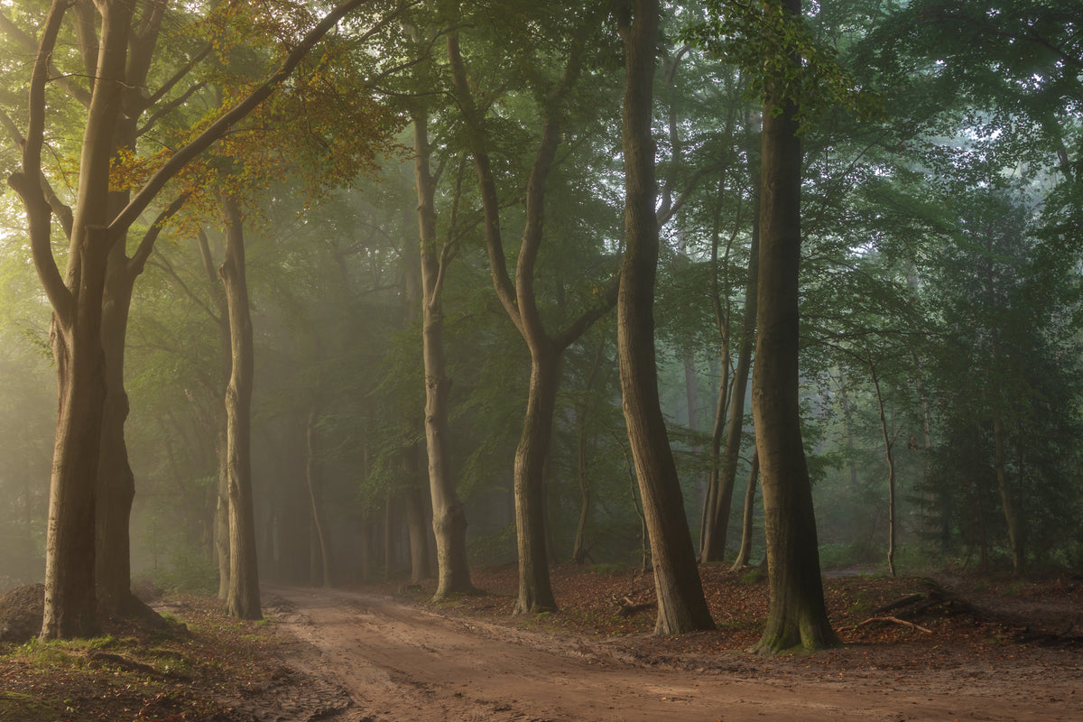 Foggy forrest Poster och Canvastavla