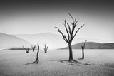 Deadvlei Poster och Canvastavla