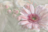 Flowering Happiness Poster och Canvastavla