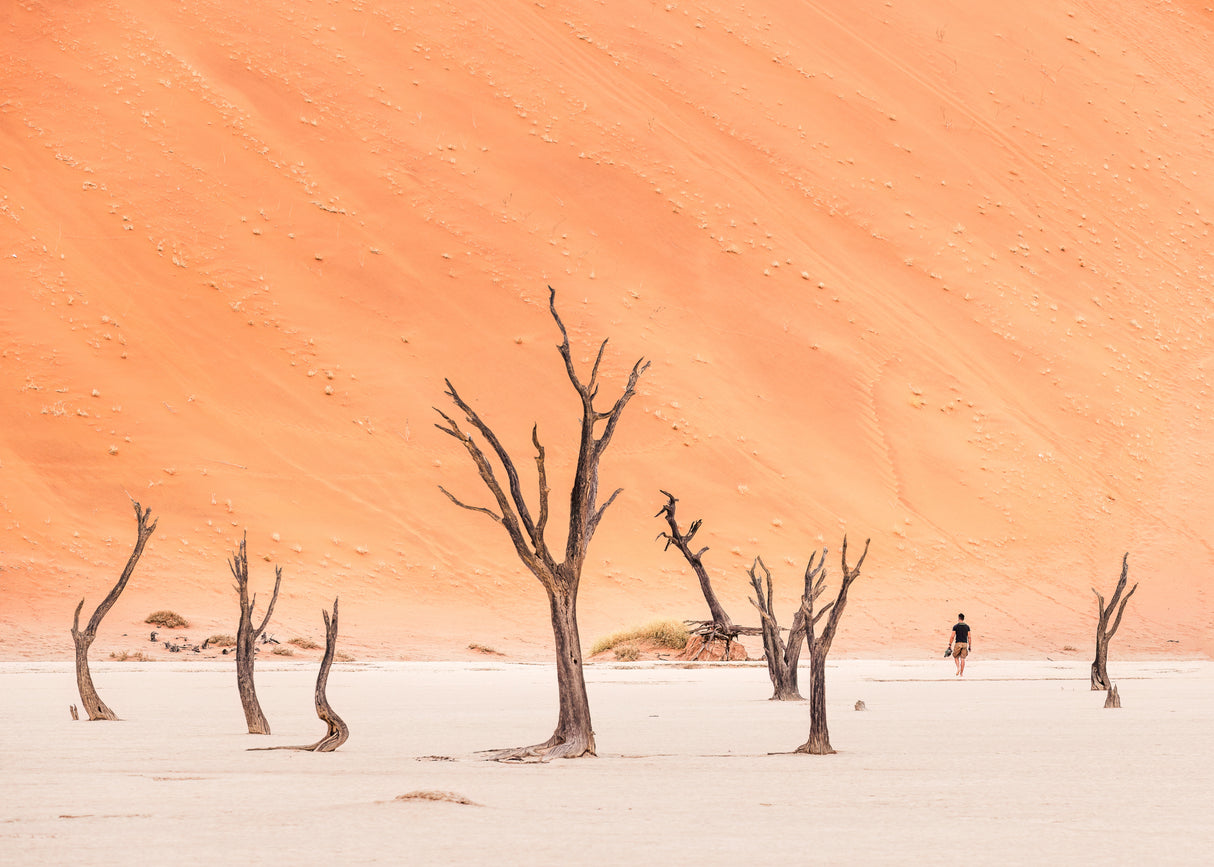 Walking in deadvlei Poster och Canvastavla