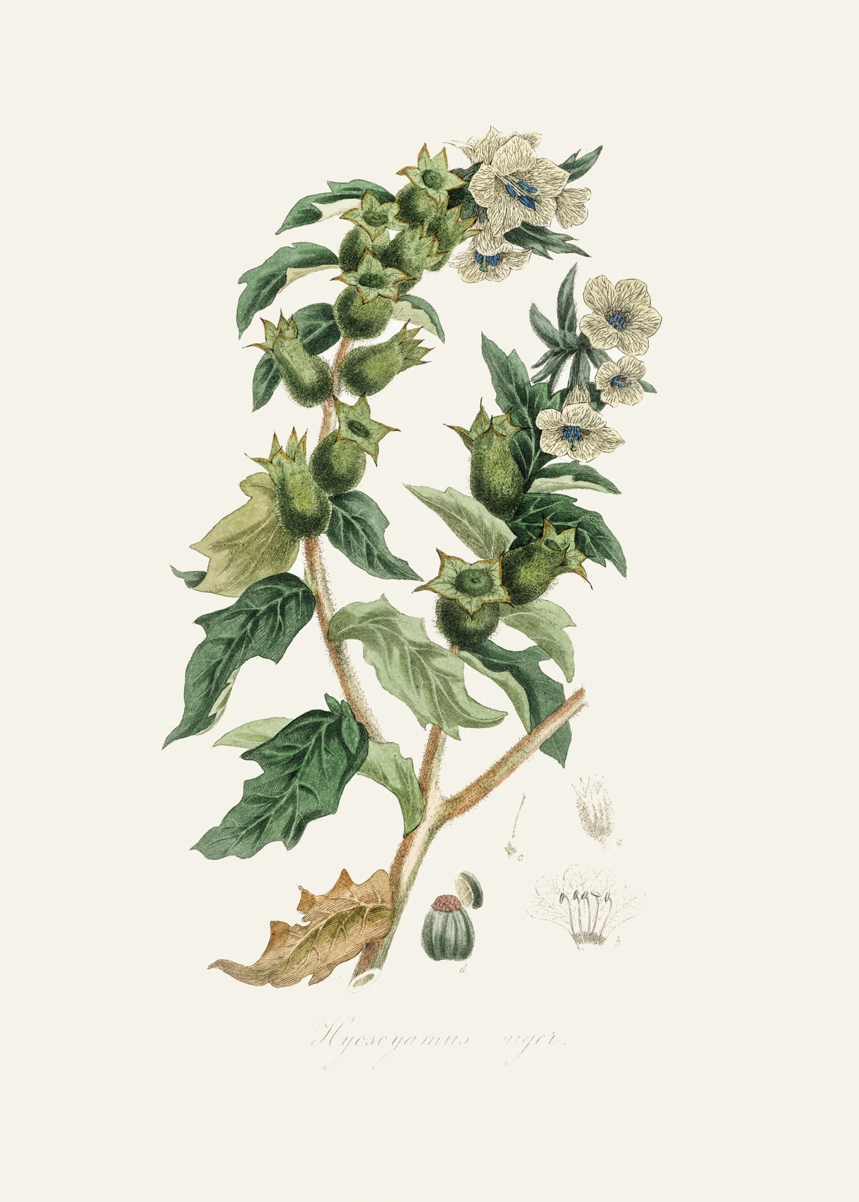 Henbane (hyoscyamus Niger) Medical Botany Poster och Canvastavla