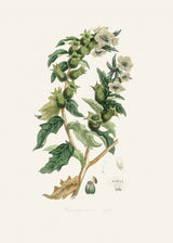 Henbane (hyoscyamus Niger) Medical Botany Poster och Canvastavla