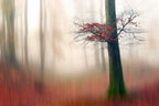 Red Leaves and the hidden path. Poster och Canvastavla