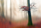 Red Leaves and the hidden path. Poster och Canvastavla