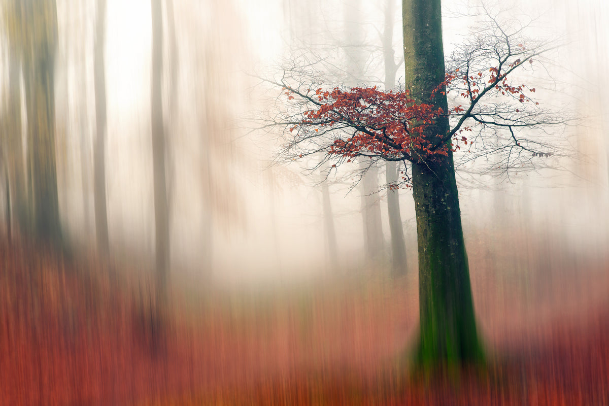 Red Leaves and the hidden path. Poster och Canvastavla