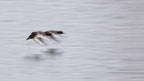 Two Tufted Duck Poster och Canvastavla