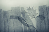 Leaf Poster och Canvastavla