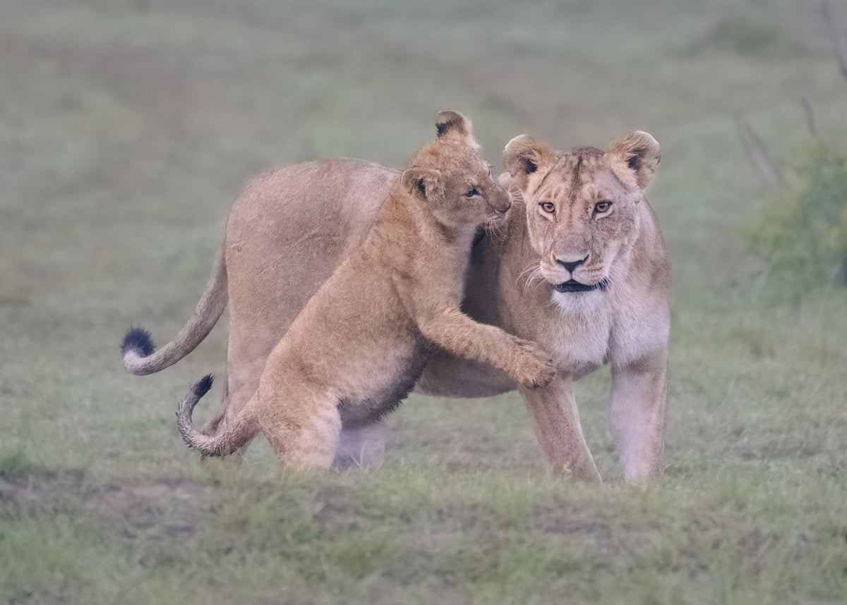 Mother and cub Poster och Canvastavla