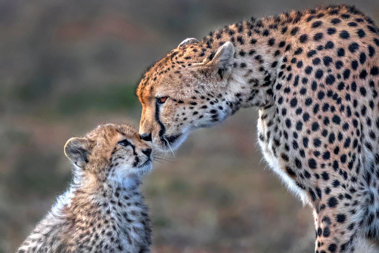 Tender moment Poster och Canvastavla