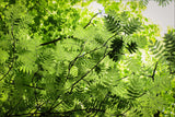Rowan Tree Canopy Poster och Canvastavla
